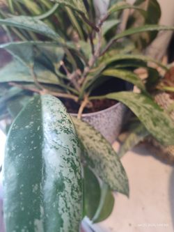 Hoya