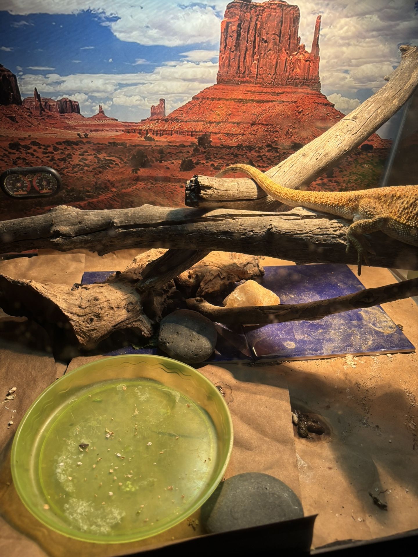 40 Gallon Reptile Tank With Bearded dragon