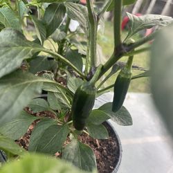 chiles jalapeños y cerramos 