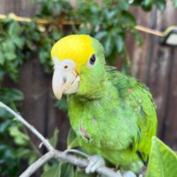 Amazon Parrot 