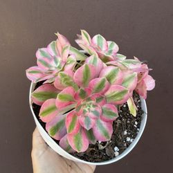 Cluster Aeonium Pink Witch In 6” Pot 