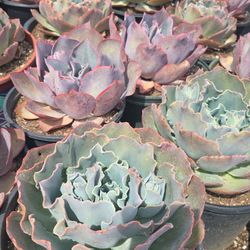 Echeverias Or Succulent 