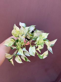 4” pothos dolly