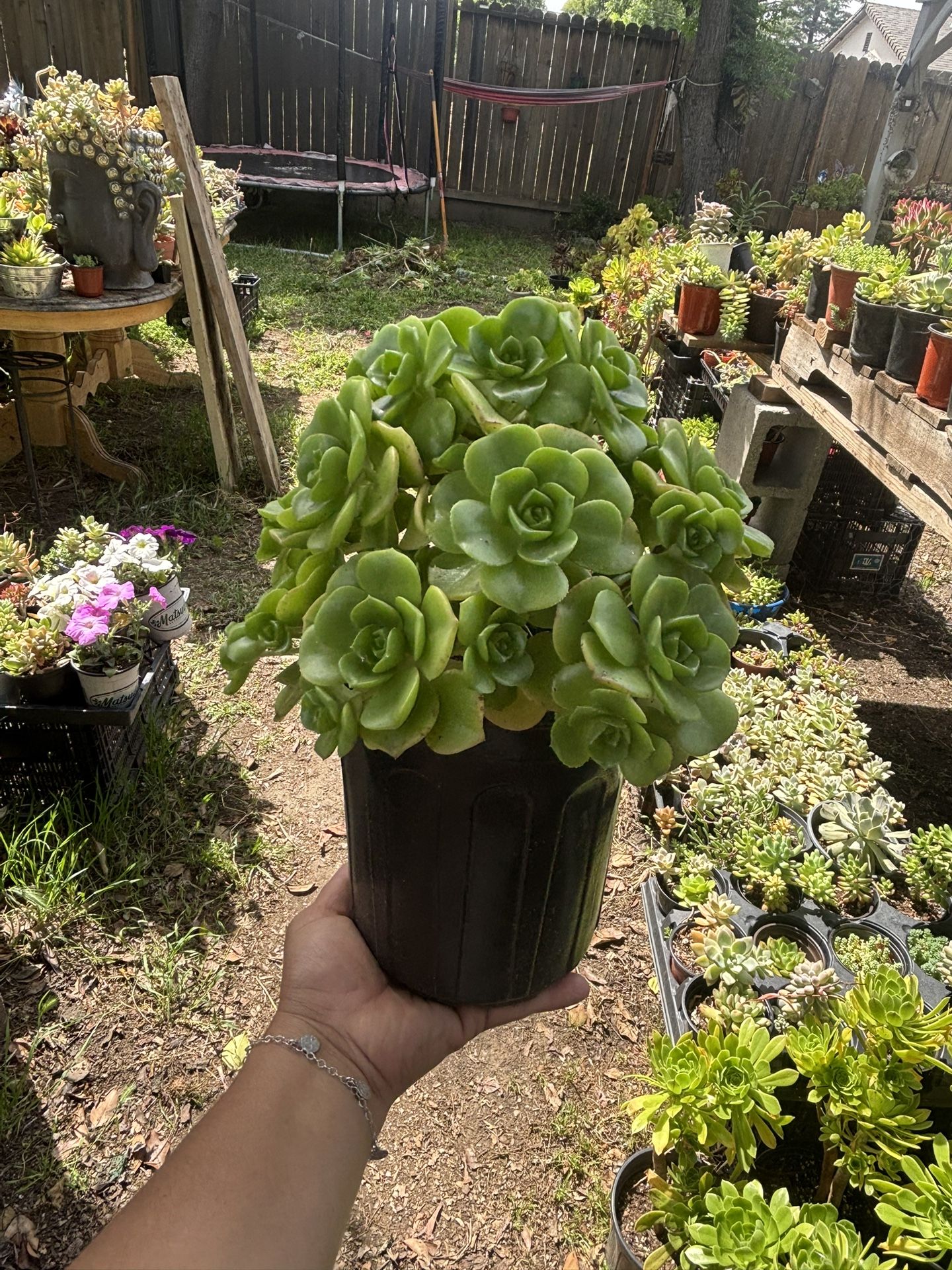 Aeonium 1 Gallon Pot