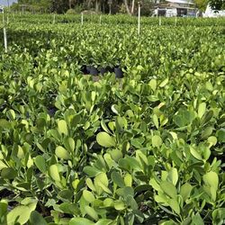 Clusia Plants Price Includes Installation 7g 3g 