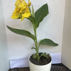 HERMOSAS PLANTAS NATURALES “YELLOW CANNA PLANT “