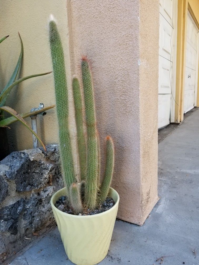 Cactus