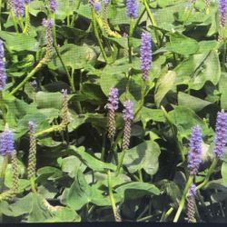 Pontederia Cordata Starts