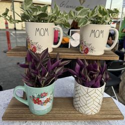 Happy Mother’s Day Plants