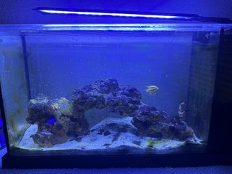 Saltwater Fluval Tank