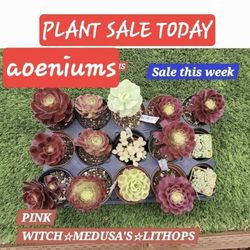 PLANT SALE ALL THIS WEEK IN SAN LORENZO..LAST WEEK SALES OF THE YEAR