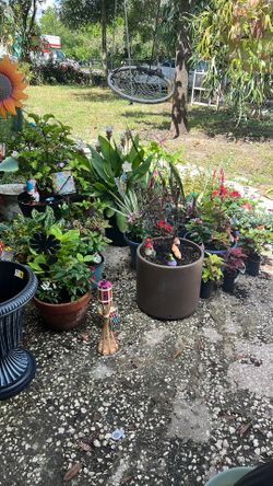 Different Plant Set Up’s For Sale! 