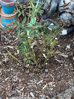 Free Rose Bushes You Dig