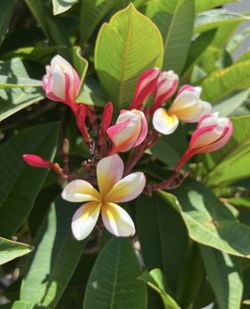 Plumeria Cuttings From 100+ Yr Old Tree