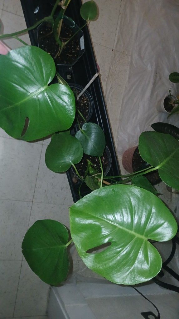 Young Healthy Monstera Plants
