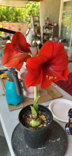 Red blooming amaryllis