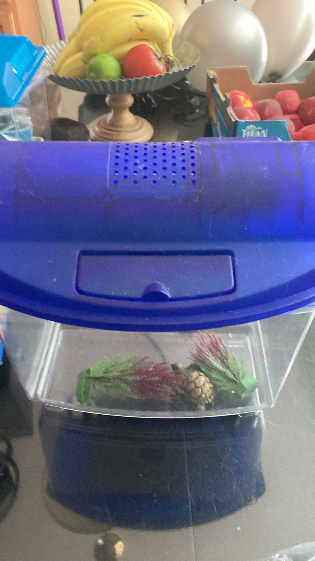 Starter Aquarium