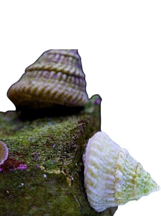Saltwater Astrea Turbo Snail