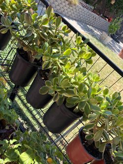 Variegated lucky Jade
