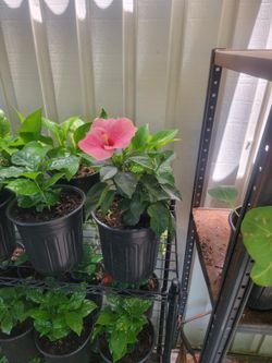 Pink hibiscus 🌺 plant