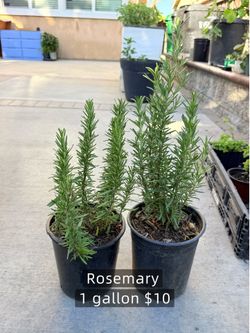 Rosemary in 1 gallon