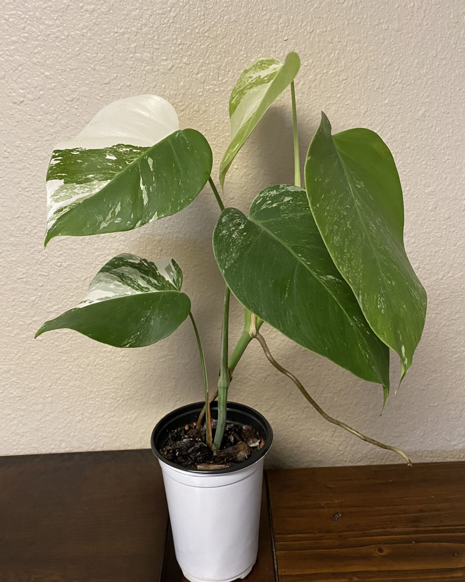 Monstera Albo Plant 5” Pot