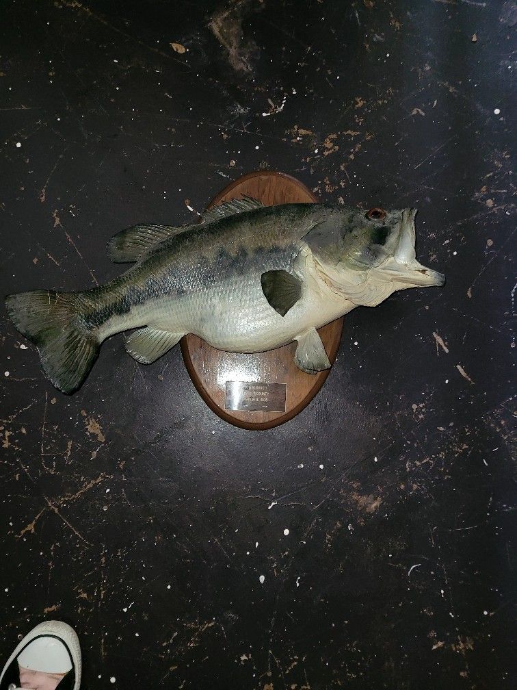Vintage Bass Fish Mount