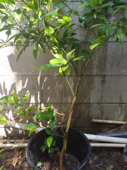 Orange tree