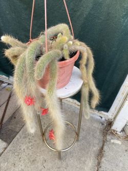 Hilderwintera Monkey Tail Cactus Flowering Plant, In 8 Inch Pot Pick Up Only