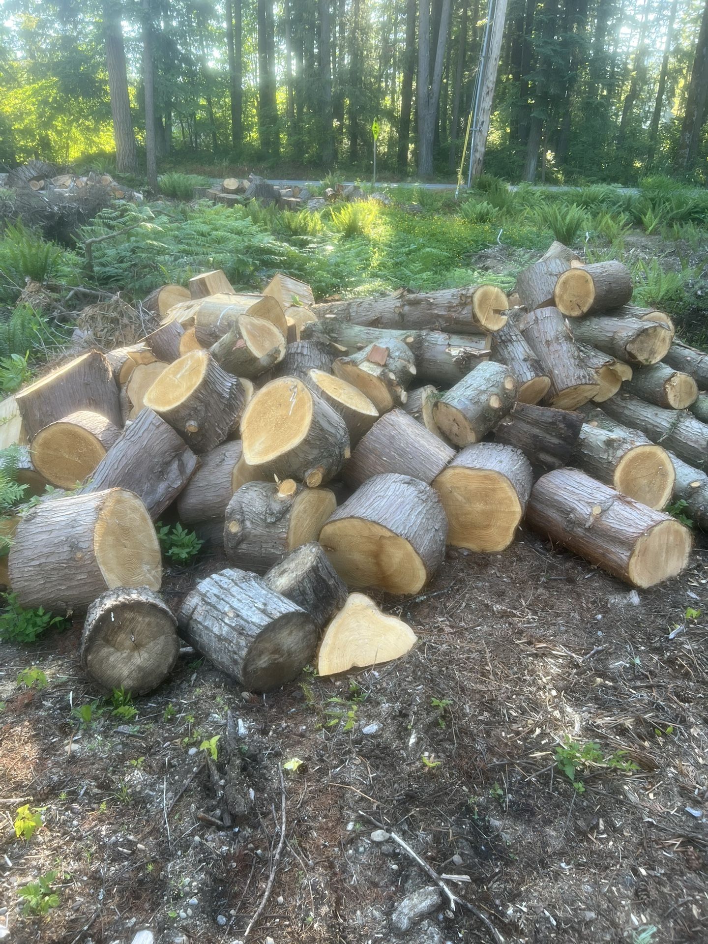 Cedar Wood For Sale