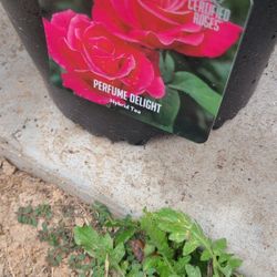 Rosales De Arbol 3gallon Diferentes Colores 