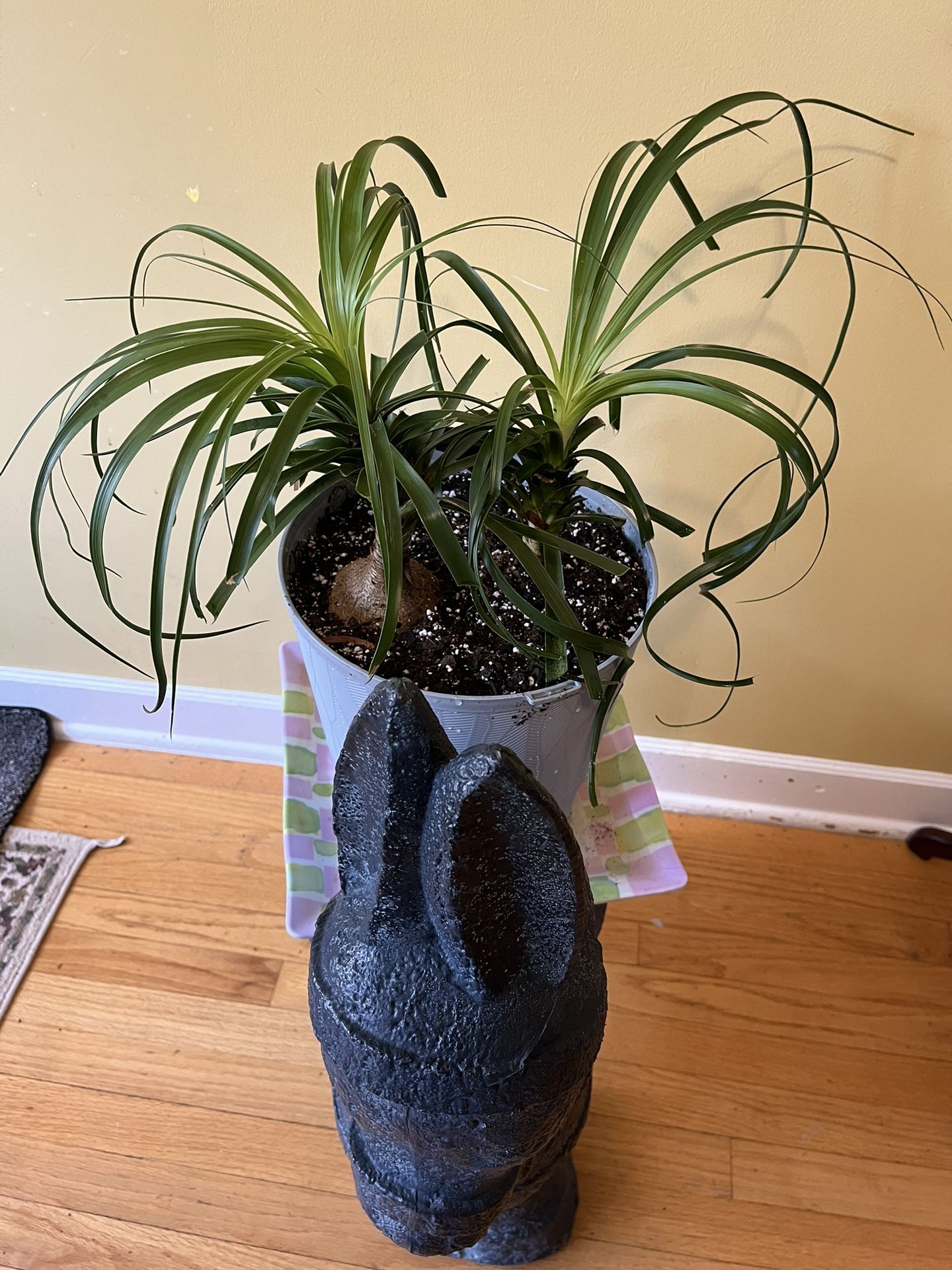 🪴Ponytail Palm Plant🪴