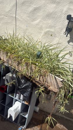 Beautiful, long spider plant, 20 obo