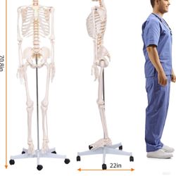Life-Size Human Skeleton Model - Good Condition