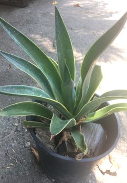 Agave plant