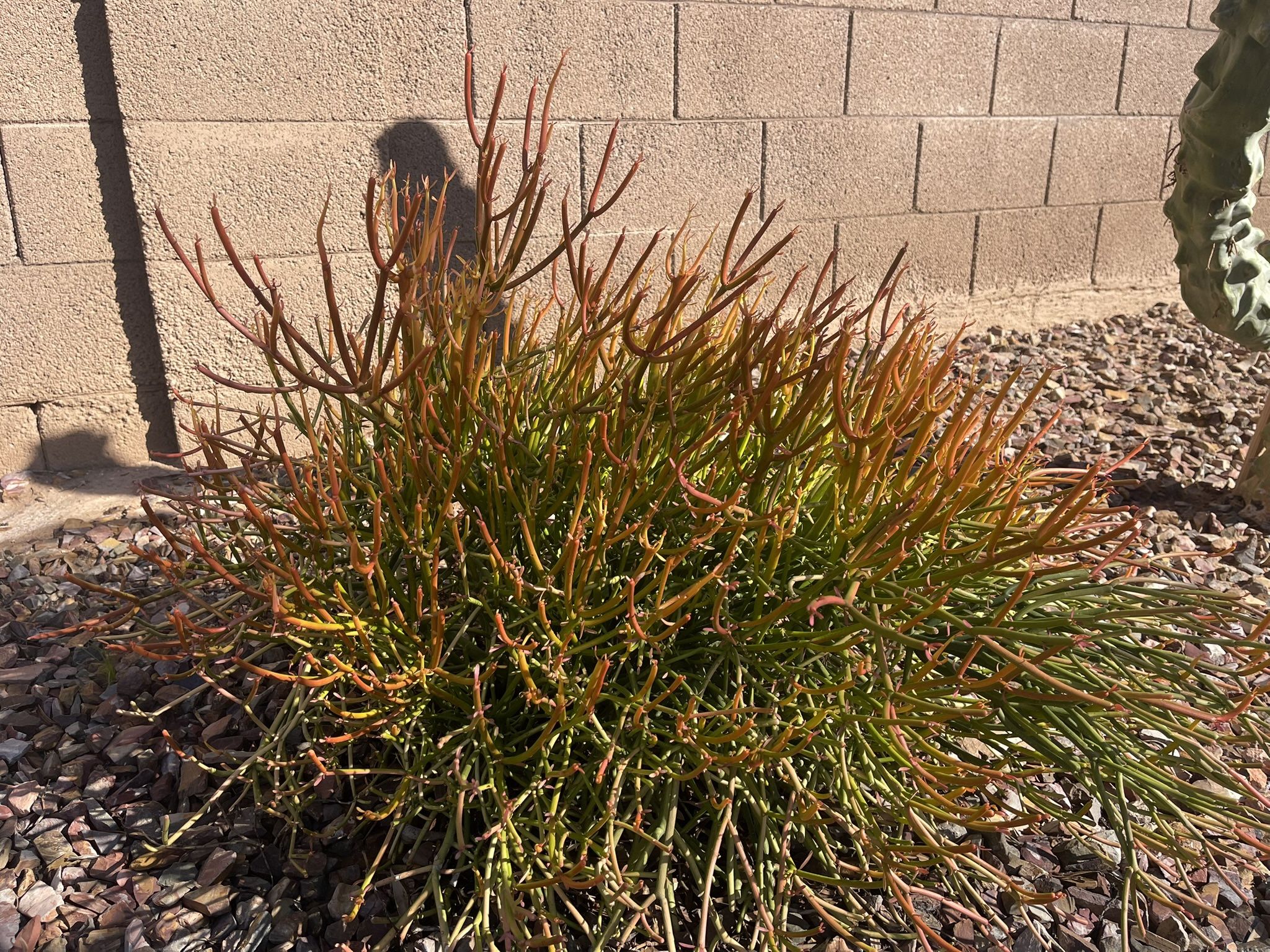 Free Fire stick Plants 