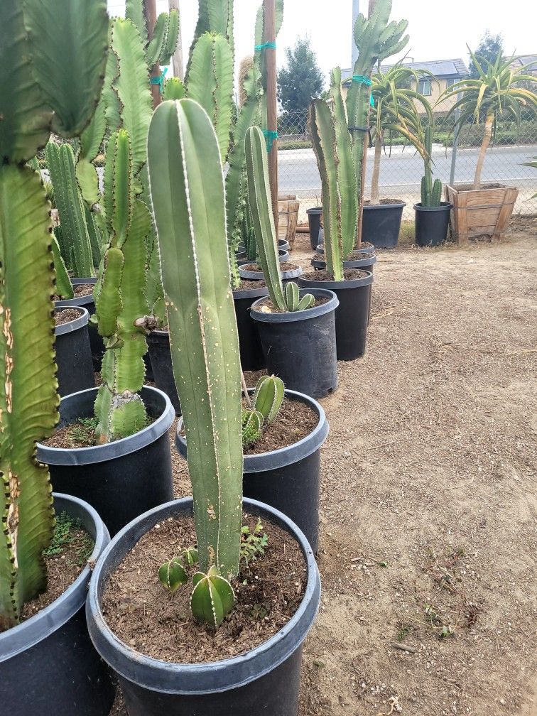 Mexican Post Cactus 