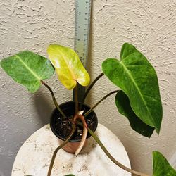 Painted Lady Philodendron 