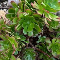 Irish Rose Succulent 