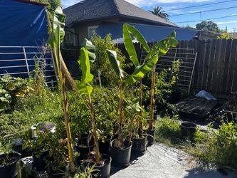 banana tree