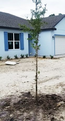 Small Oak Trees Delivered