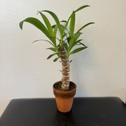 Green Yucca Cane plant 