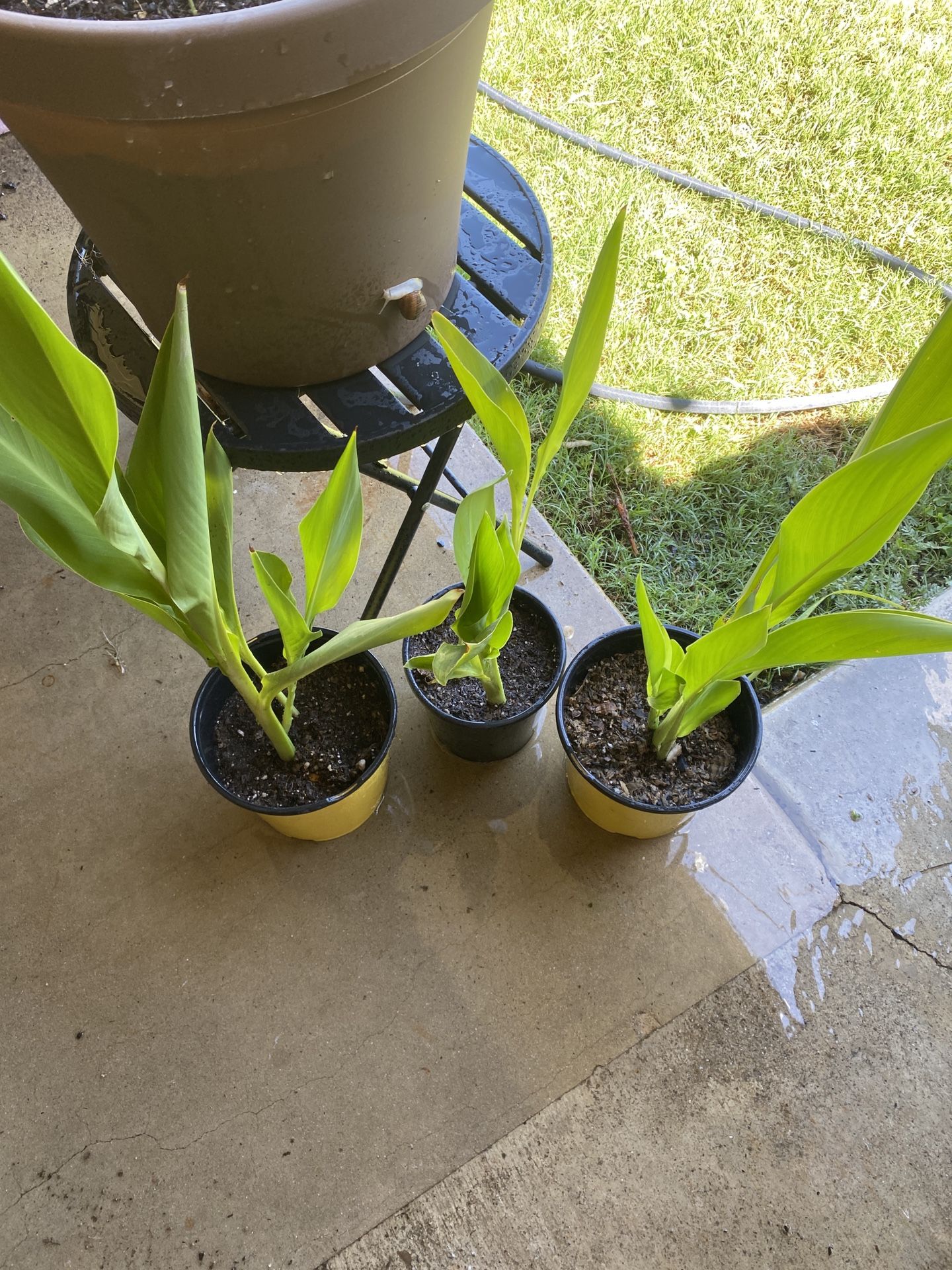 Yellow Canna Lilies