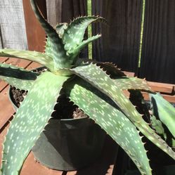 Aloe Medium Size