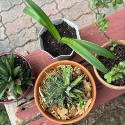 Four Plants