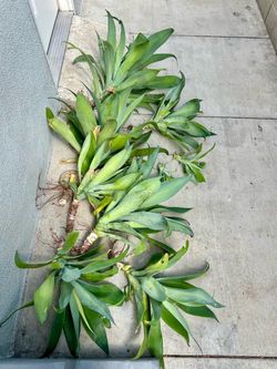 Foxtail Agave