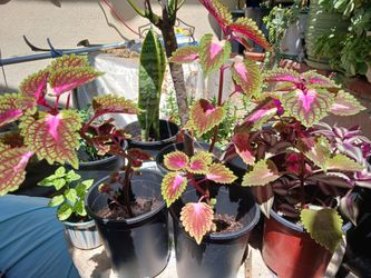 Diferents Plants $5