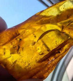 Genuine Baltic Amber Fossil with Insect Inclusions – Eocene Era (~44 Million Years Old)