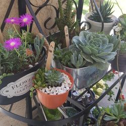 Succulent Arrangements