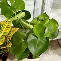 ♥️SUPER Healthy 20” MONSTERA DELICIOUSA 6” Nursery Pot❤️PLS READ DESCRIPTION